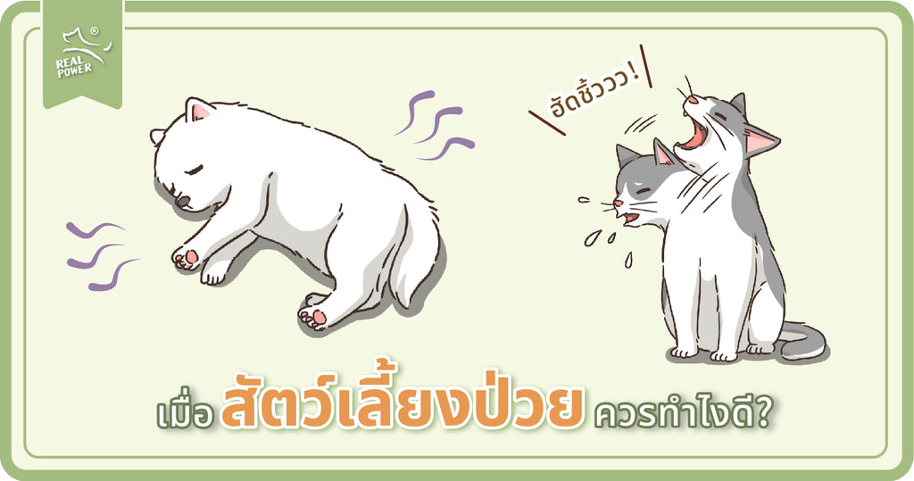 เมื่อสุนัขแมวป่วยควรทำอย่างไร? อาการเบื้องต้นมีอะไรบ้าง?
