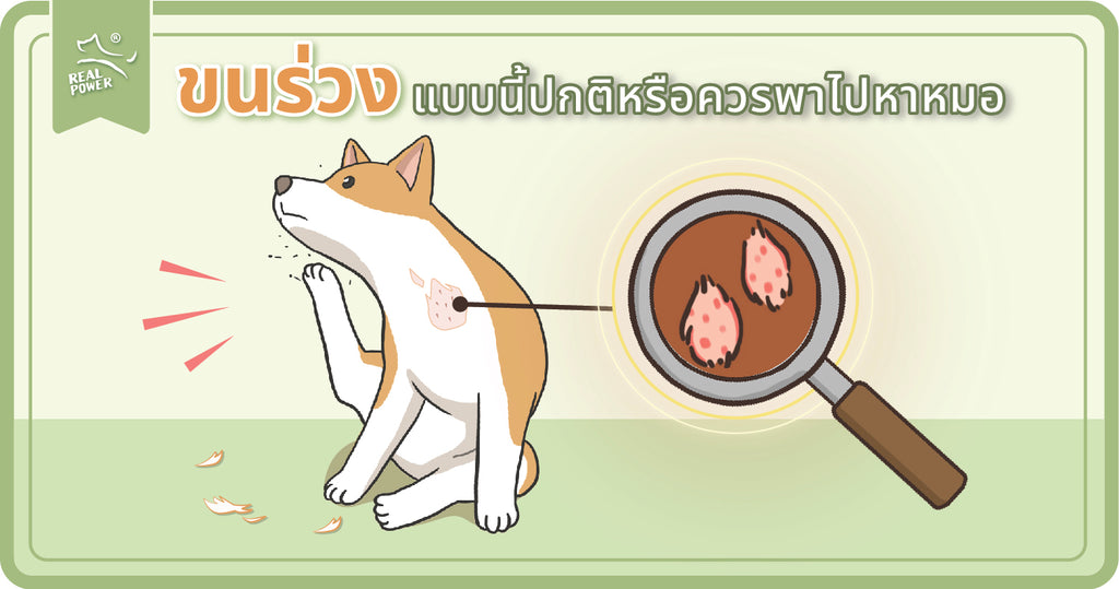 หมาแมวขนร่วงแบบไหนปกติ? แบบไหนควรระวัง !?