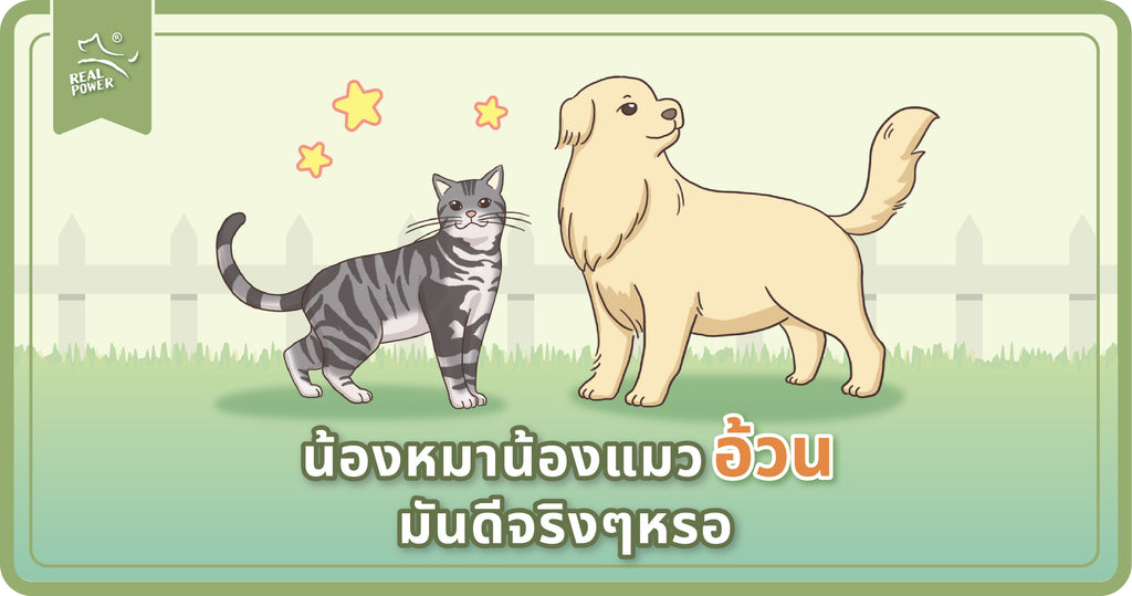 ปล่อยให้หมาแมวอ้วนมันดีจริงๆหรอ