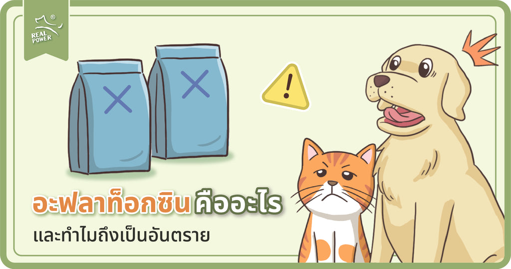 อะฟลาทอกซิน (Aflatoxin) คืออะไร? ทำไมอันตราย?