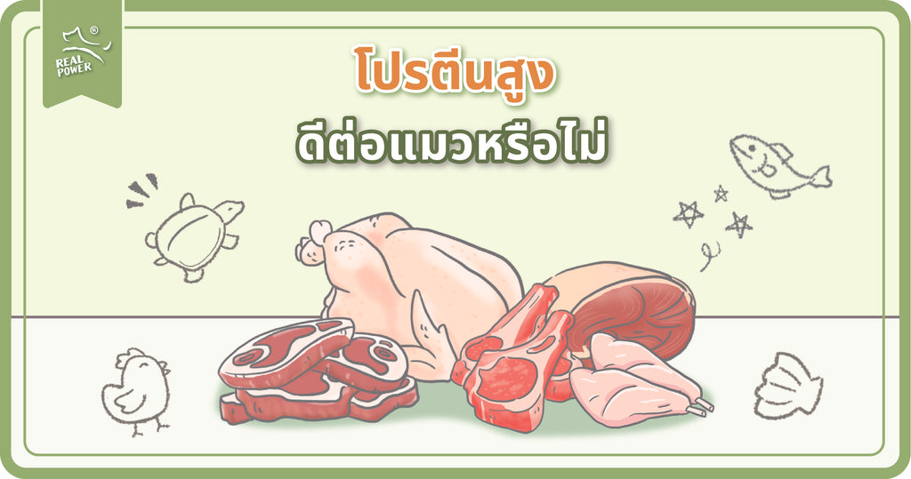 โปรตีนสูงดีต่อแมวหรือไม่?