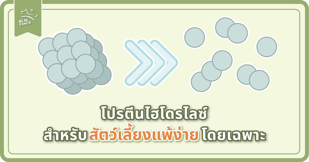 โปรตีนไฮโดรไลซ์สำหรับสัตว์เลี้ยงแพ้ง่ายโดยเฉพาะ