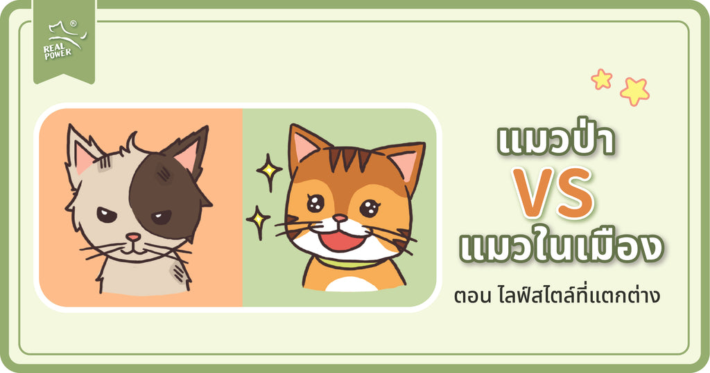 แมวป่า VS แมวบ้าน: ไลฟ์สไตล์ที่แตกต่างอย่างเห็นได้ชัด