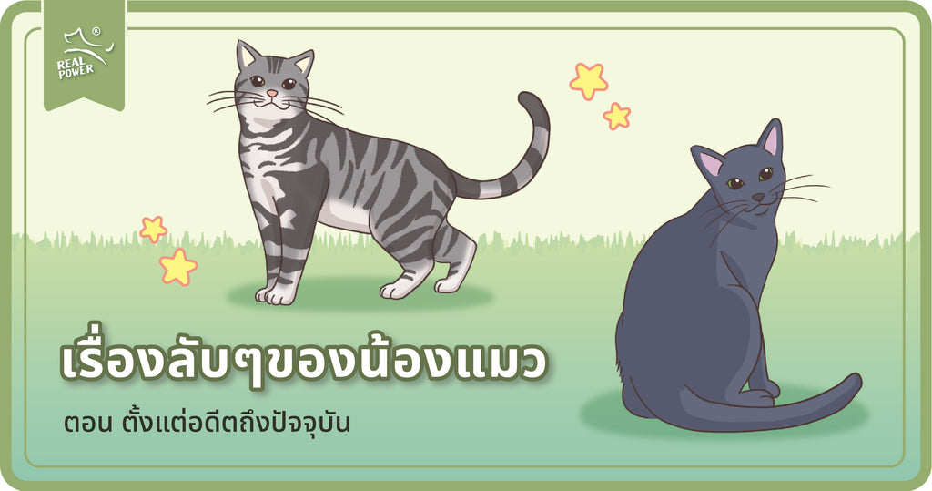 เรื่องลับๆของน้องแมว : อดีตและปัจจุบัน