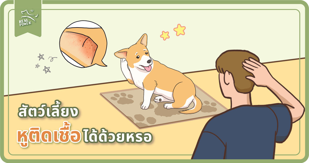 รู้หรือไม่? สัตว์เลี้ยงก็หูติดเชื้อได้