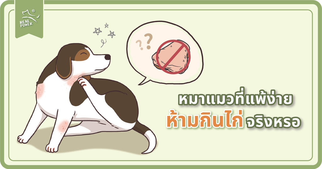 หมาแมวที่แพ้ง่าย ห้ามกินไก่จริงหรอ!?